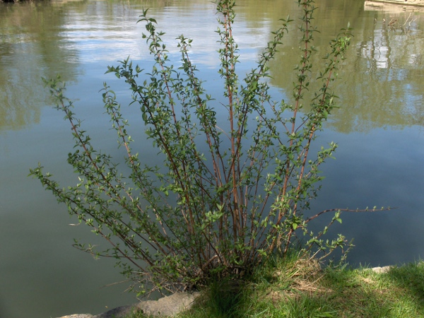 deutzia / Deutzia scabra