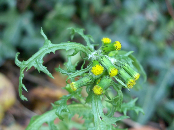 groundsel / Senecio vulgaris: The flower-heads of _Senecio vulgaris_ almost always lack ligules; _S. vulgaris_ subsp. _denticulatus_ has ligules and grows in dune systems in Lancashire and elsewhere.