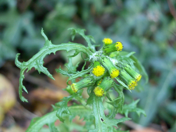 groundsel / Senecio vulgaris: The flower-heads of _Senecio vulgaris_ almost always lack ligules; _S. vulgaris_ subsp. _denticulatus_ has ligules and grows in dune systems in Lancashire and elsewhere.