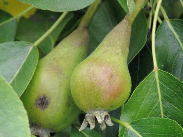 pear / Pyrus communis: Ripening fruit of _Pyrus communis_ ‘Marston Duchesse’