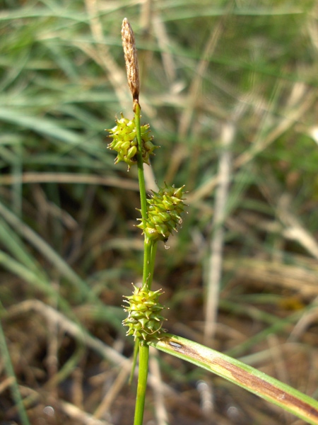 long-stalked yellow sedge / Carex lepidocarpa: _Carex lepidocarpa_ grows only in base-rich wetlands, and is rather sparsely distributed in Wales and southern and central England.