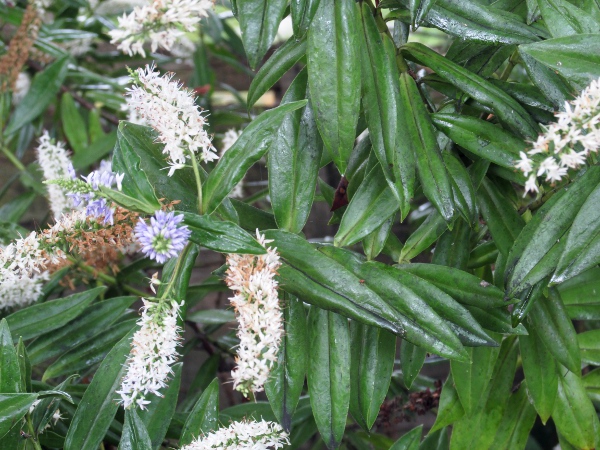 Dieffenbach’s hebe / Veronica dieffenbachii: _Veronica dieffenbachii_ has long, narrow, sessile leaves; it is an occasional garden escape native to the Chatham Islands off New Zealand.