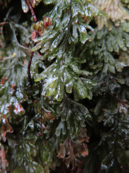 Tunbridge filmy-fern / Hymenophyllum tunbrigense: In _Hymenophyllum tunbrigense_, unlike _Hymenophyllum wilsonii_, the veins end just before the leaf edge, the cells are not much longer than wide