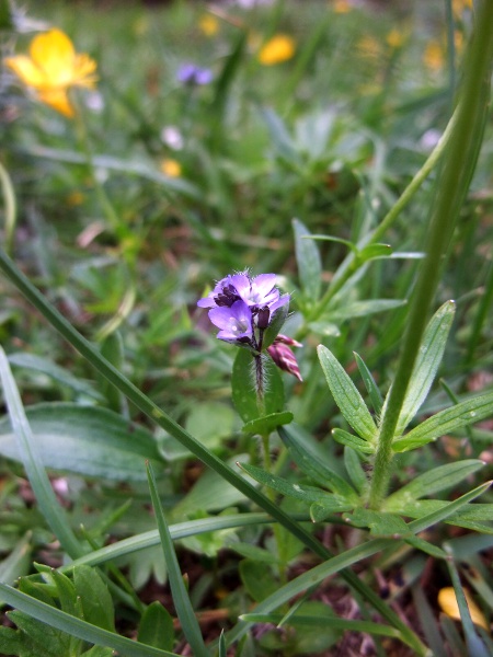 Alpine speedwell / Veronica alpina: _Veronica alpina_ is an <a href="aa.html">Arctic–Alpine</a> species found in the central Highlands of Scotland.