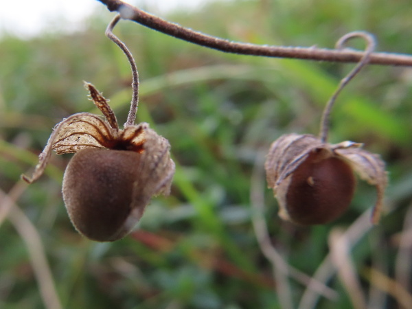 common rock-rose / Helianthemum nummularium: The fruit of _Helianthemum nummularium_ is a round, 3-angled capsule.