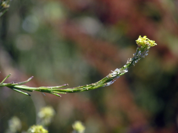 hoary mustard / Hirschfeldia incana: The fruits of _Hirschfeldia incana_ are appressed to the branches and have a slightly bulbous beak.