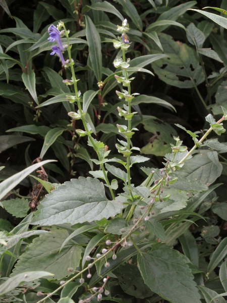 Somerset skullcap / Scutellaria altissima: The flowers of the alien _Scutellaria altissima_ are taller than our native _Scutellaria_ species, and the leaves are larger with longer petioles.