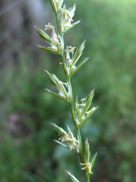 perennial rye-grass / Lolium perenne: Flowers at anthesis