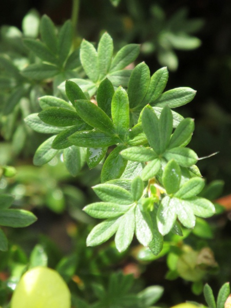 shrubby cinquefoil / Dasiphora fruticosa: _Dasiphora fruticosa_ has short pinnate leaves with usually 5 or 7 lobes.