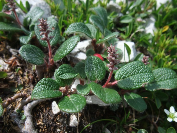 net-leaved willow / Salix reticulata: _Salix reticulata_ is a tiny <a href="aa.html">Arctic–Alpine</a> willow, with fleshy, entire, stalked leaves with veins sunken above (distinguishing it from _Salix herbacea_, our only other willow of this size).