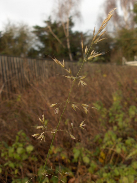 false oat-grass / Arrhenatherum elatius: Inflorescence