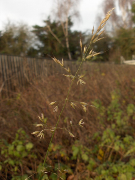 false oat-grass / Arrhenatherum elatius