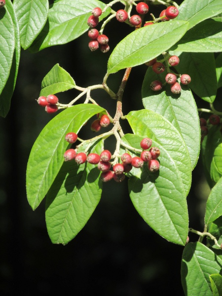 tree cotoneaster / Cotoneaster frigidus: _Cotoneaster frigidus_ is a tree or shrub native to the Himalayas.