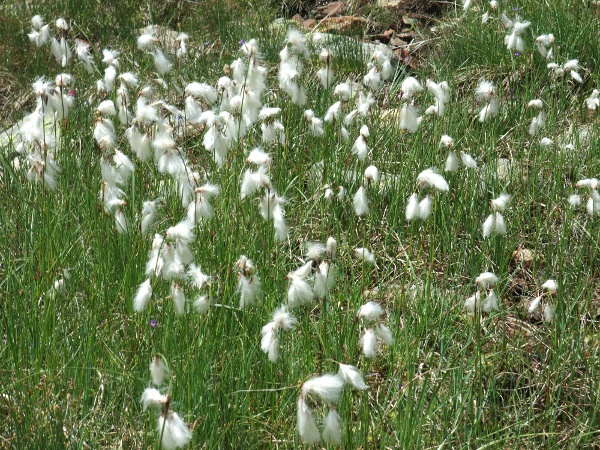 common cottongrass / Eriophorum angustifolium: In _Eriophorum angustifolium_, the pedicels are smooth and the glumes are short with a broad scarious margin, in contrast with _Eriophorum latifolium_.