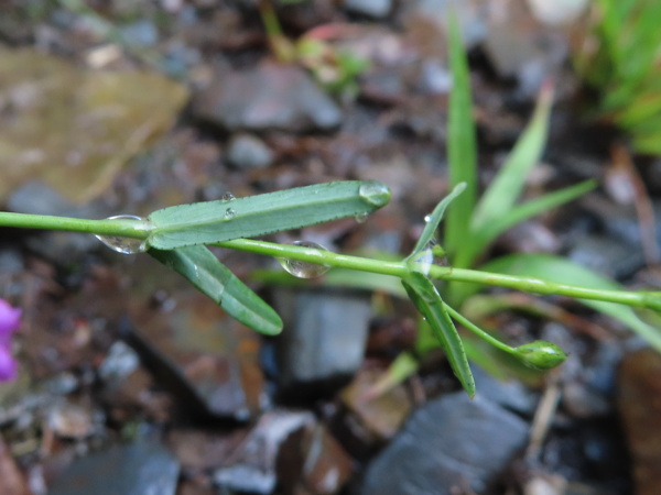 toadflax-leaved St. John’s wort / Hypericum linariifolium: The leaves of _Hypericum linariifolium_ are linear, with a few black glands visible from below along the margin.