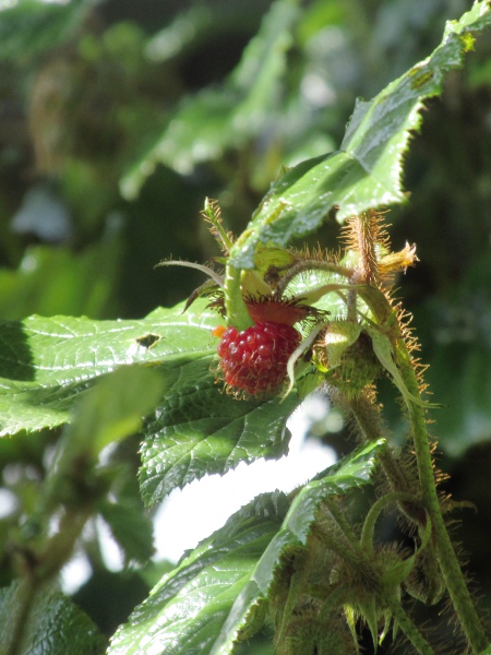 Chinese bramble / Rubus tricolor: The fruit of _Rubus tricolor_ is very similar to that of _Rubus idaeus_, the raspberry.