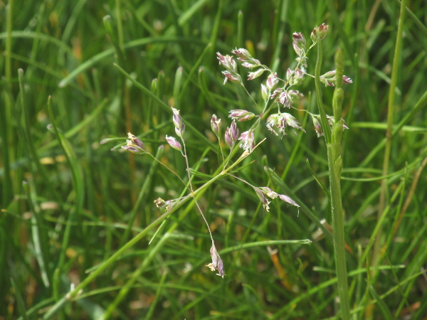 spreading meadow-grass / Poa humilis: The glumes around each spikelet of _Poa humilis_ are 3-veined and acuminate.