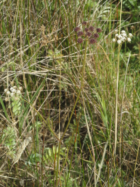 parsley water-dropwort / Oenanthe lachenalii: _Oenanthe lachenalii_ grows in brackish marshes around the coasts of England, Wales, Ireland and south-western Scotland, as far north as North Uist (VC110).