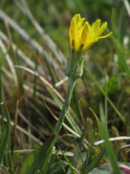 viper’s grass / Scorzonera humilis: _Scorzonera humilis_ is a very rare plant of damp grassland; it is distinctively downy, at least when young.