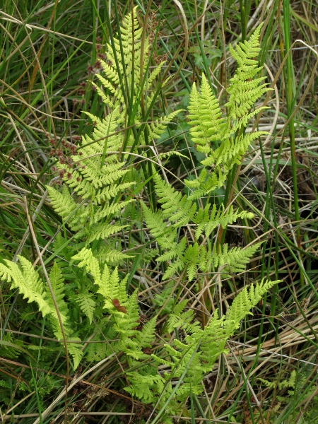 narrow buckler-fern / Dryopteris carthusiana: _Dryopteris carthusiana_ is a common fern of marshes, fens, bogs and carr.