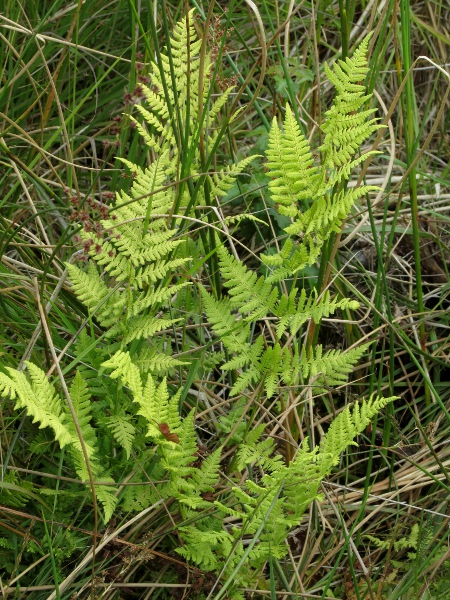 narrow buckler-fern / Dryopteris carthusiana