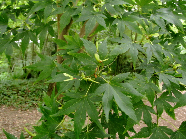 Japanese maple / Acer palmatum: Most cultivars of _Acer palmatum_, unlike this one, have reddish or purplish leaves.