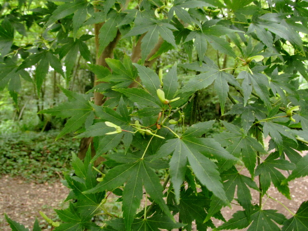 Japanese maple / Acer palmatum