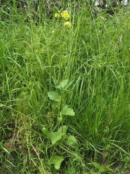 charlock / Sinapis arvensis: _Sinapis arvensis_ is a common arable weed and plant of waste ground.