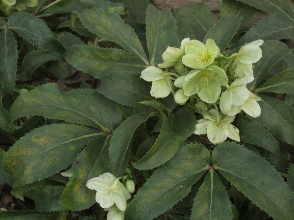 Corsican hellebore / Helleborus argutifolius: _Helleborus argutifolius_ has many-flowered stems, and ternate leaves with sharp serrations.