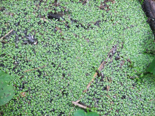 common duckweed / Lemna minor: _Lemna minor_ is our most widespread duckweed; with fronds are up to 8 mm long, with 3 faint veins, it is larger than _Lemna minuta_.