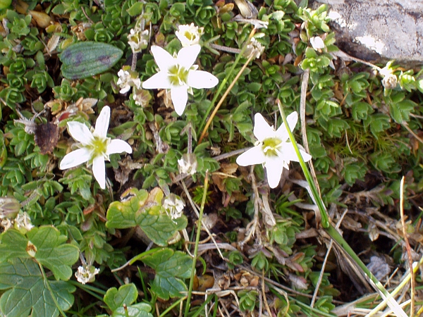fringed sandwort / Arenaria ciliata: _Arenaria ciliata_ is an <a href="aa.html">Arctic–Alpine</a> species restricted in the British Isles to the Dartry Mountains (VCH28).