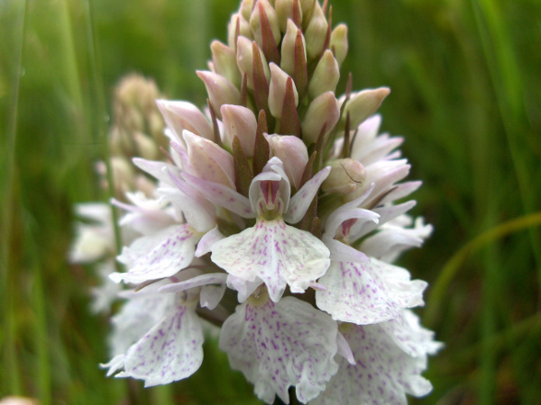 heath spotted orchid / Dactylorhiza maculata: The flowers of _Dactylorhiza maculata_ have a labellum lobed to less than half way, with a short central lobe much narrower than the laterals; they can vary from almost white to quite dark pink.