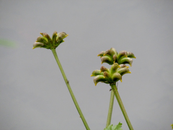 marsh marigold / Caltha palustris: The fruit of _Caltha palustris_ consists of 5–15 curved follicles.