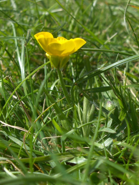 bulbous buttercup / Ranunculus bulbosus: _Ranunculus bulbosus_ is the commonest of the buttercups with reflexed sepals.