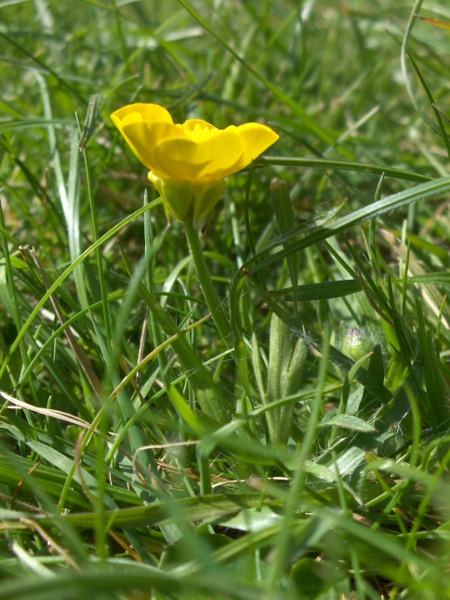 bulbous buttercup / Ranunculus bulbosus