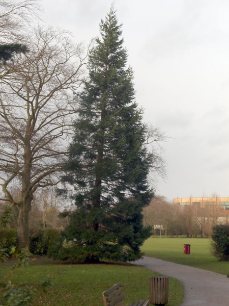 wellingtonia / Sequoiadendron giganteum: Young tree grown in an urban park