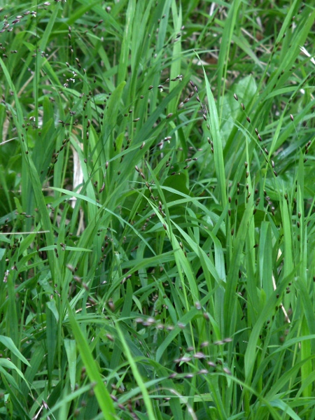 wood melick / Melica uniflora: _Melica uniflora_ is an understorey grass of shady woodlands.