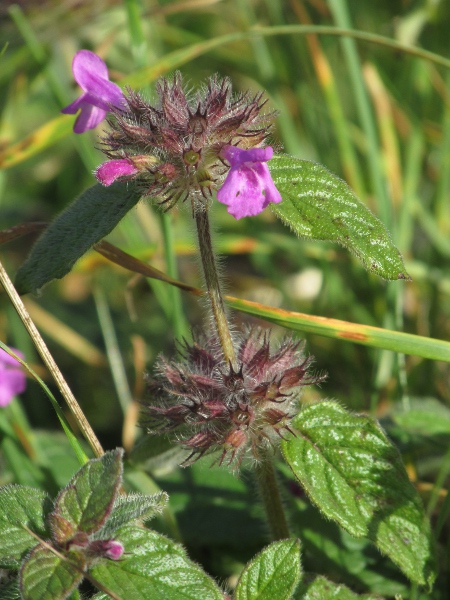 wild basil / Clinopodium vulgare: _Clinopodium vulgare_ grows in limestone grassland; its flowers are borne in tight clusters, with practically no flower-stalks.