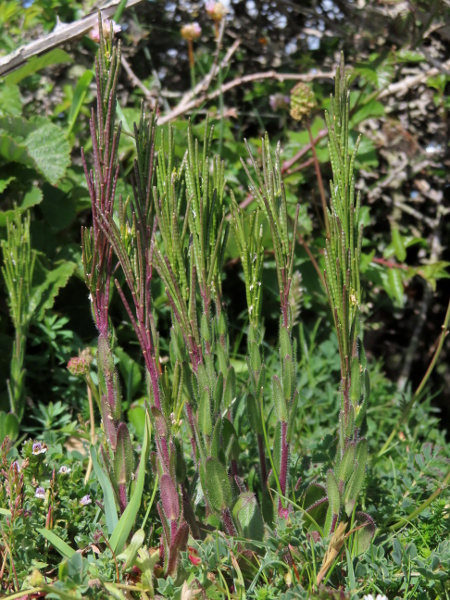 hairy rock-cress / Arabis hirsuta: The numerous fruits of _Arabis hirsuta_ are narrow many-seeded pods which are held erect.