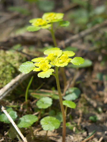 alternate-leaved golden saxifrage / Chrysosplenium alternifolium: _Chrysosplenium alternifolium_ has larger leaves than _Chrysosplenium oppositifolium_, and they are cordate (at least the lower leaves) and opposite, not cuneate and alternate.