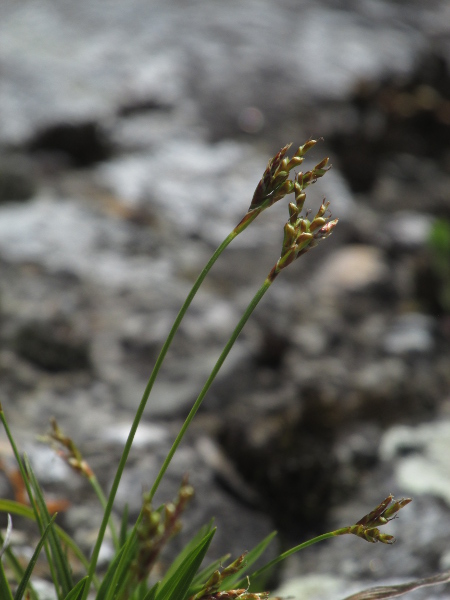 bird’s-foot sedge / Carex ornithopoda: _Carex ornithopoda_ has a more compact inflorescence than _Carex digitata_, with all the spikes appearing to spring from roughly the same point.