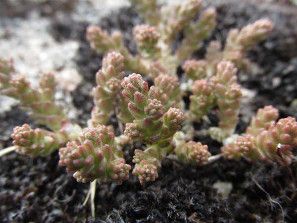 biting stonecrop / Sedum acre: Foliage