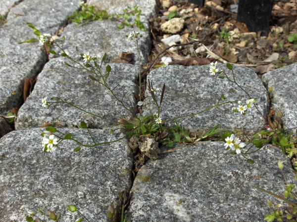 common whitlow-grass / Erophila verna