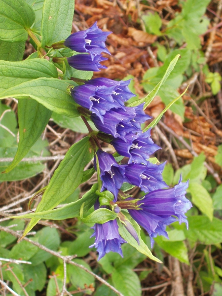 willow gentian / Gentiana asclepiadea: _Gentiana asclepiadea_ has large flowers like _Gentiana pneumonanthe_, but broader leaves, with 3–5 longitudinal veins.