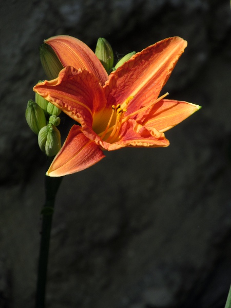 orange day-lily / Hemerocallis fulva: _Hemerocallis fulva_ has few-flowered inflorescences of large, dirty orange, funnel-shaped flowers.