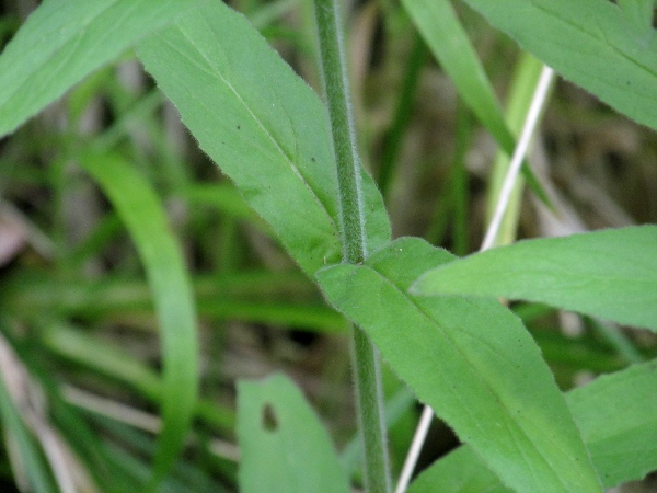 hoary willowherb / Epilobium parviflorum: _Epilobium parviflorum_ has narrow leaves and patent-hairy stems.