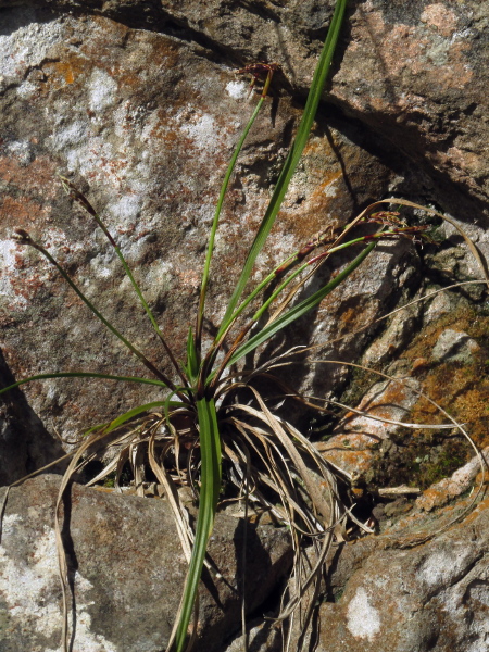 fingered sedge / Carex digitata: _Carex digitata_ is a rare sedge of woodland over limestone; it produces separate leafy shoots and lateral flowering culms.