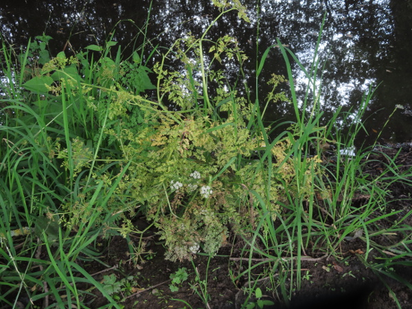 fine-leaved water-dropwort / Oenanthe aquatica: _Oenanthe aquatica_ is a perennial herb that grows at the edges of water in England, Wales and Ireland.