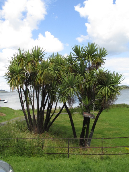 cabbage palm / Cordyline australis: _Cordyline australis_ is a tall woody plant with the mien of a palm tree, albeit with simple, linear leaves; it is native to New Zealand, but can be found in coastal and urban settings across the British Isles.