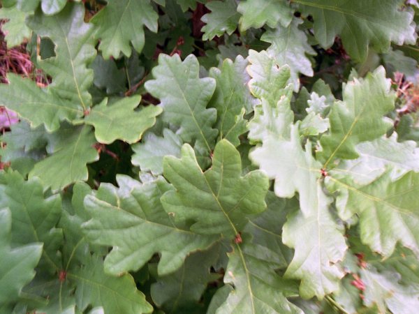 pedunculate oak / Quercus robur: The leaves of _Quercus robur_ are sessile and have auricles at the base, unlike _Quercus petraea_.